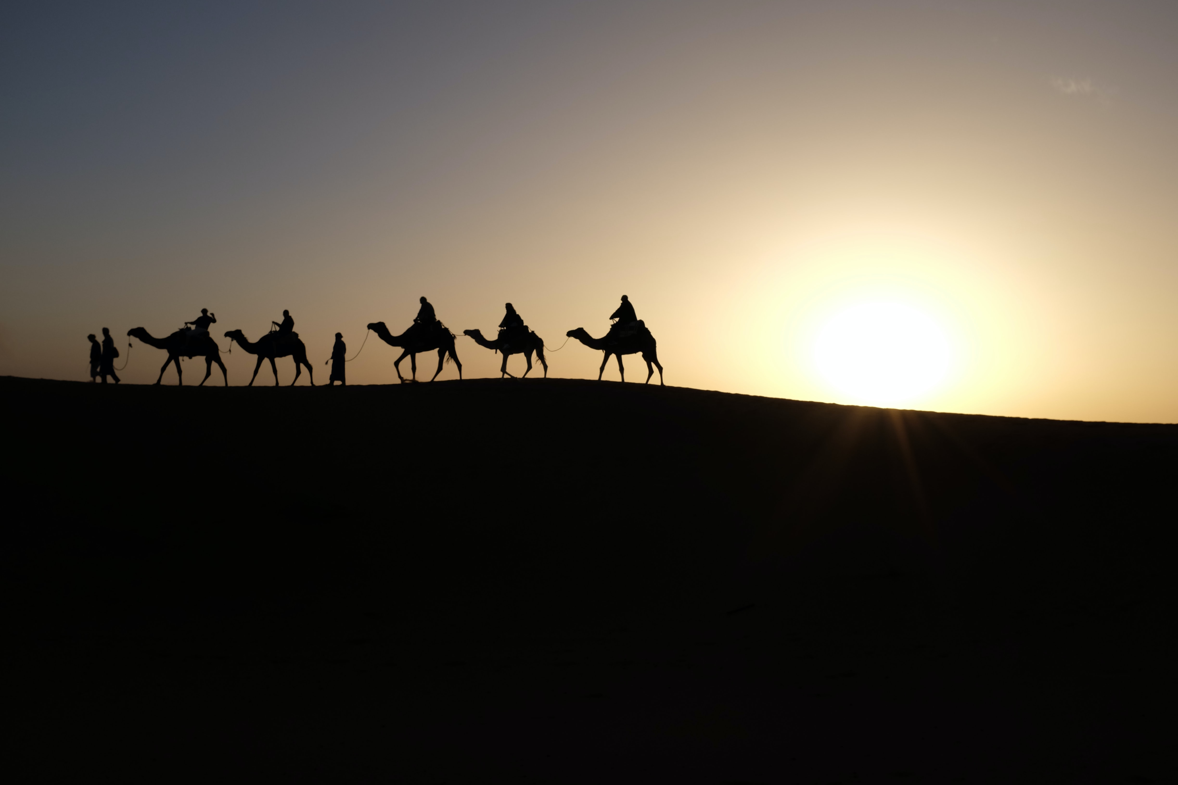 Camels in the desert - Photo by Inbal Malca on Unsplash